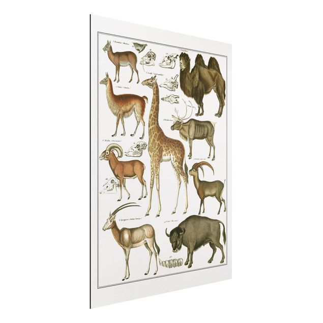 Dibond Vintage Board Giraffe, Camel And IIama