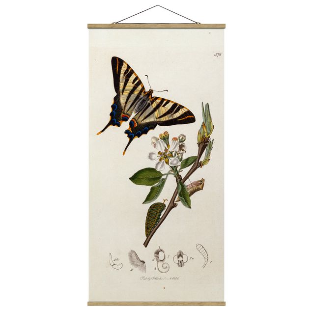 Fabric print with poster hangers - John Curtis - A Scarce Swallow-Tail Butterfly