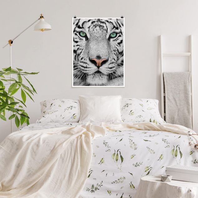 Poster animals - White Tiger