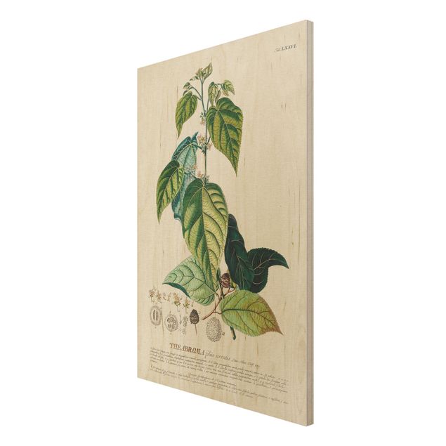 Print on wood - Vintage Botanical Illustration Cocoa