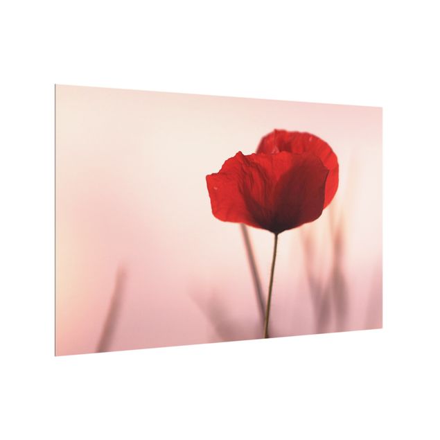 Splashback - Poppy Flower In Twilight - Landscape format 3:2