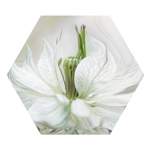 Forex hexagon - White Nigella