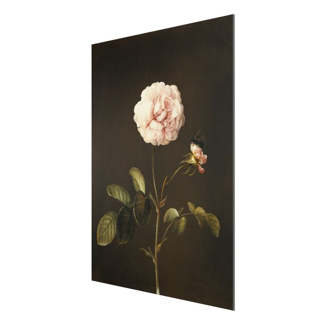 Print on aluminium - Barbara Regina Dietzsch - French Rose With Bumblbee