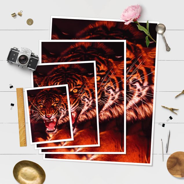 Poster animals - Wild Tiger