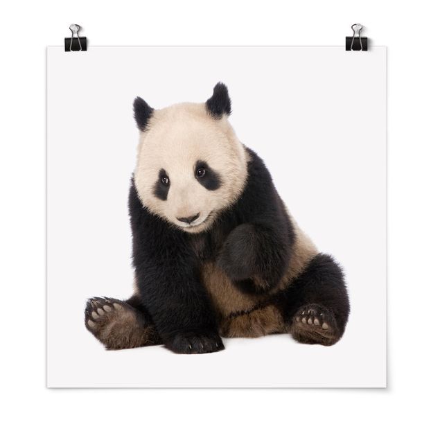 Poster - Panda Paws