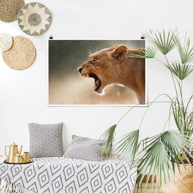 Poster - Lioness on the hunt