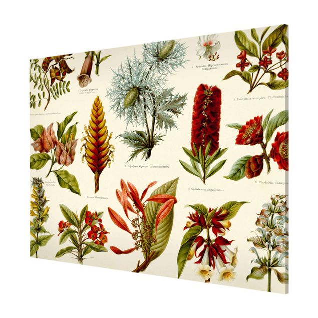 Magnetic memo board - Vintage Board Tropical Botany I