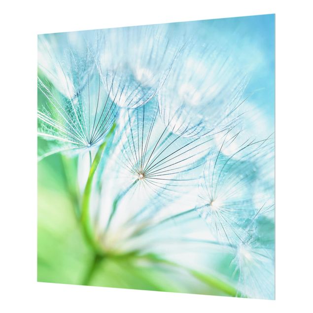 Glass Splashback - Abstract dandelion - Square 1:1