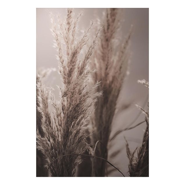 Print on aluminium - Pampas Grass In Late Fall
