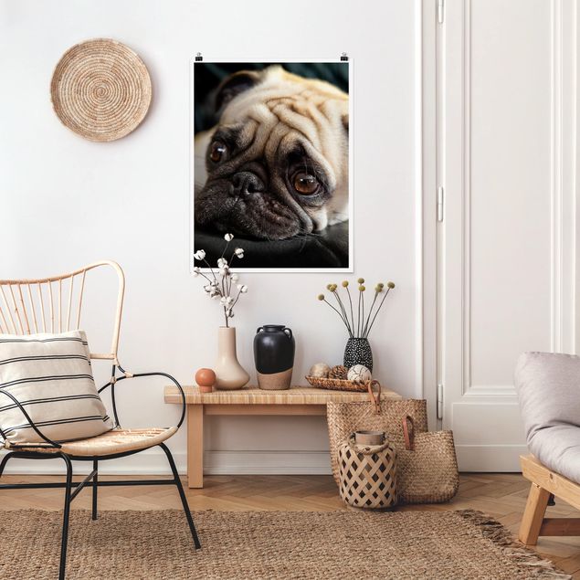 Poster animals - Pensive Pug