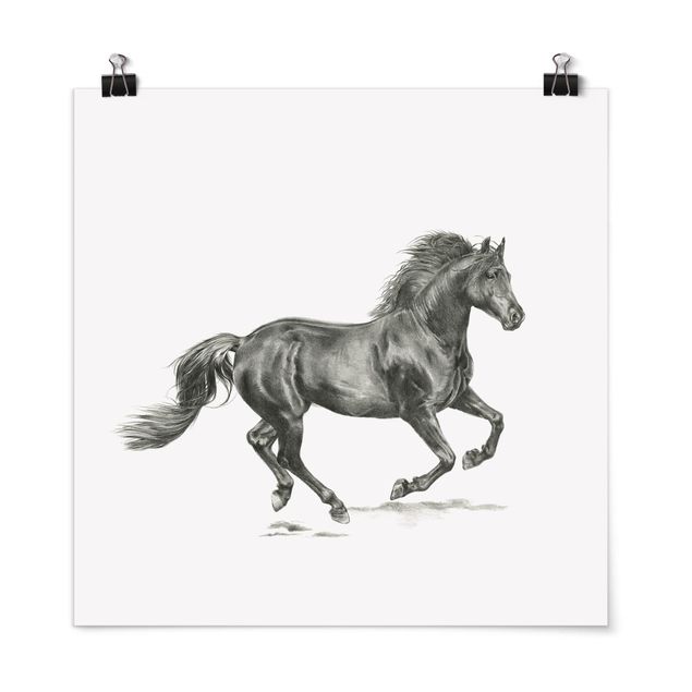 Poster - Wild Horse Trial - Stallion