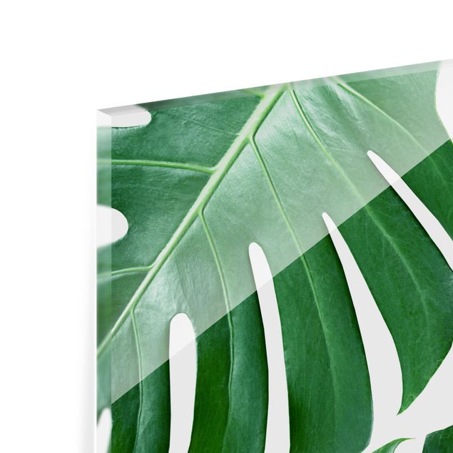 Glass Splashback - Tropical Green Leaves Monstera - Square 1:1