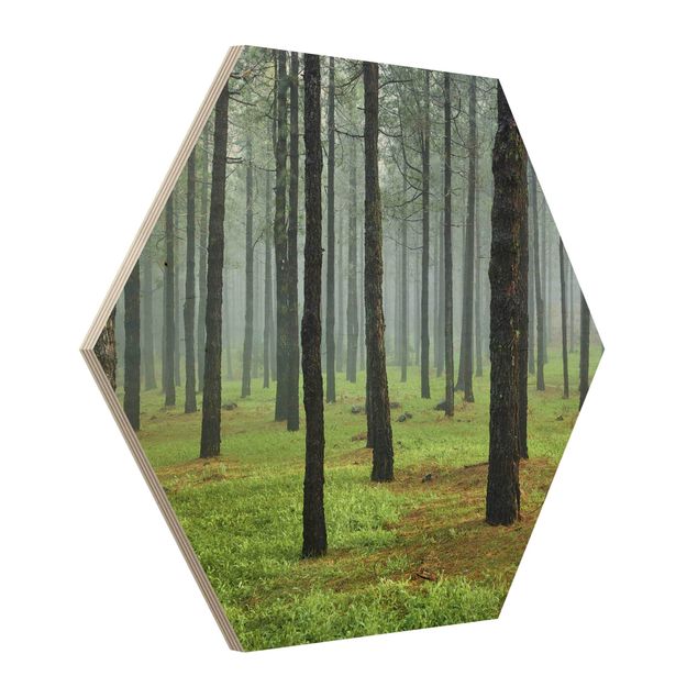 Wooden hexagon - Deep Forest With Pine Trees On La Palma