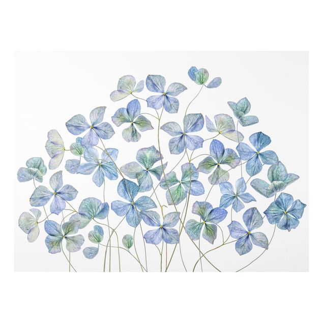 Forex print - Blue Hydrangea Flowers