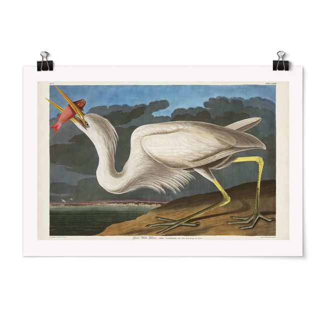 Poster - Vintage Board Great White Egret