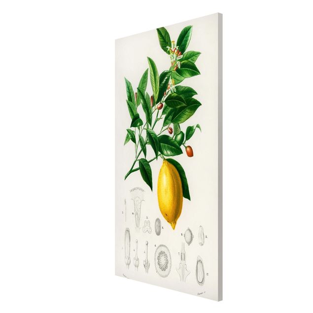 Magnetic memo board - Botany Vintage Illustration Of Lemon