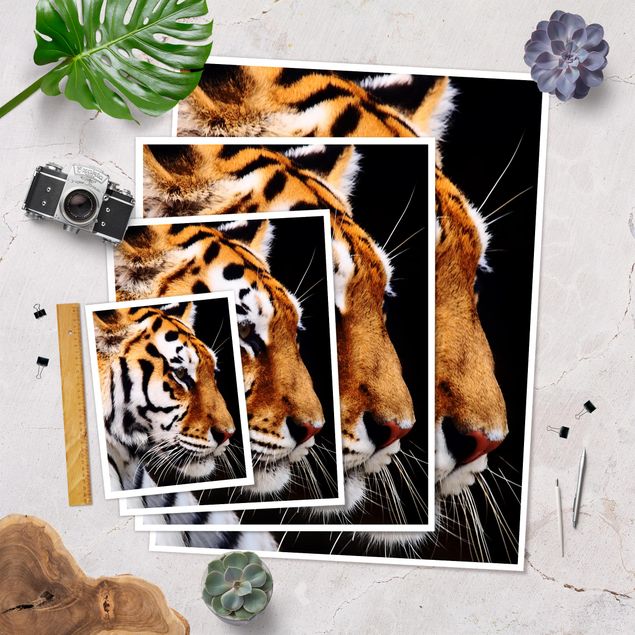 Poster animals - Tiger Beauty