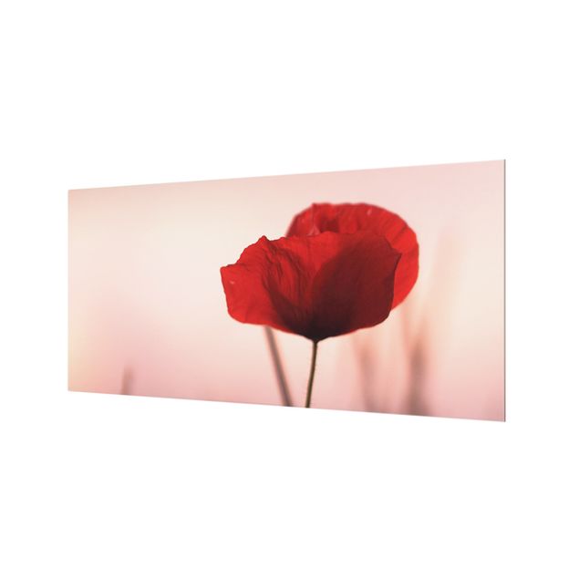 Splashback - Poppy Flower In Twilight - Landscape format 2:1