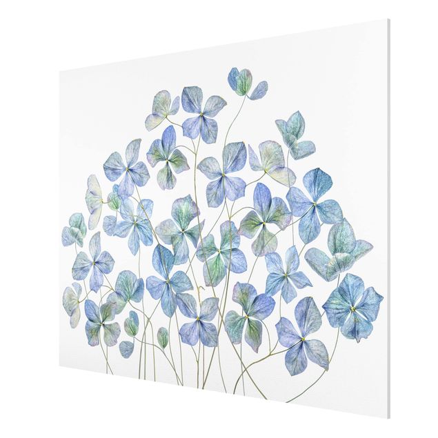 Forex print - Blue Hydrangea Flowers