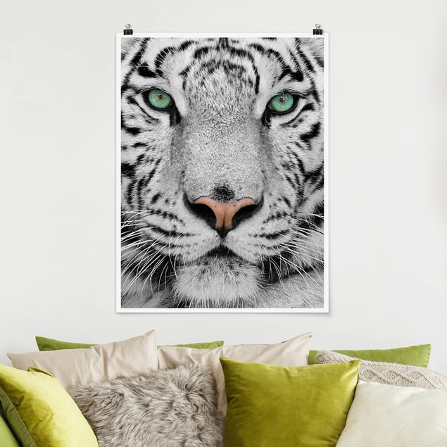 Poster animals - White Tiger