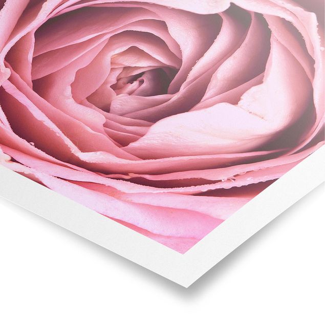Poster - Pink Rose Blossom