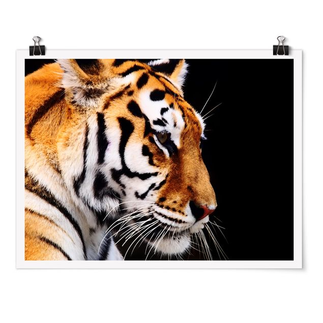 Poster - Tiger Beauty