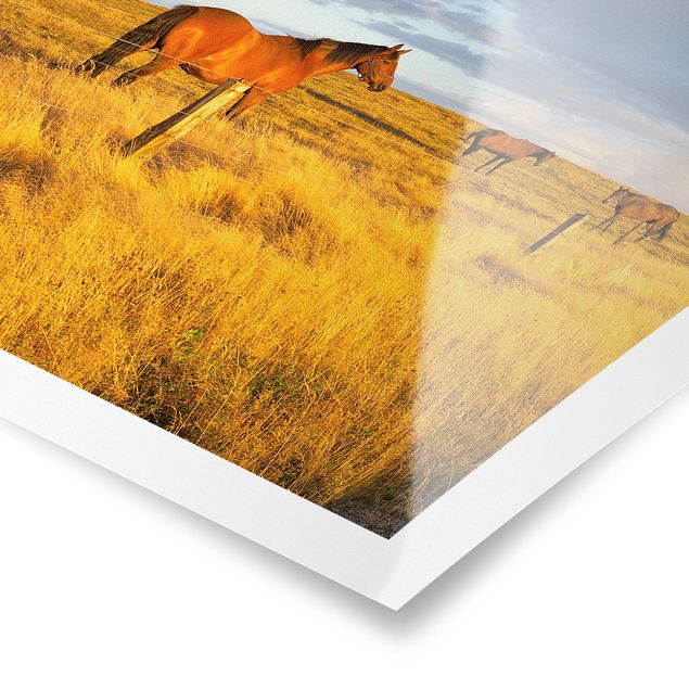 Poster - Field Road And Horse In Evening Sun