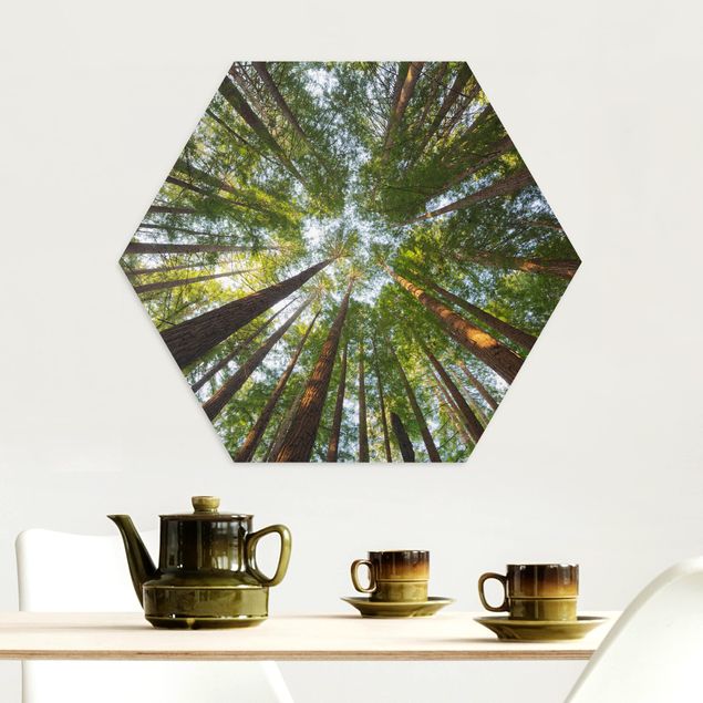 Alu-Dibond hexagon - Sequoia Tree Tops