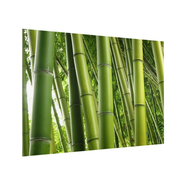 Glass splashback Bamboo Trees