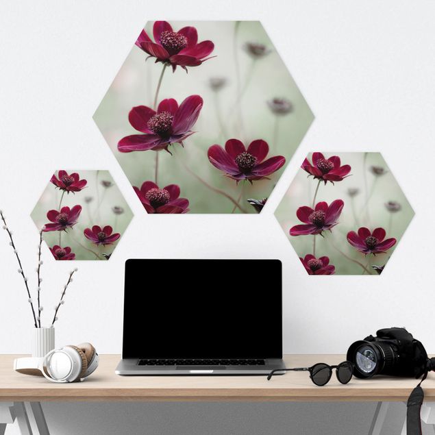 Forex hexagon - Pink Cosmos Flower