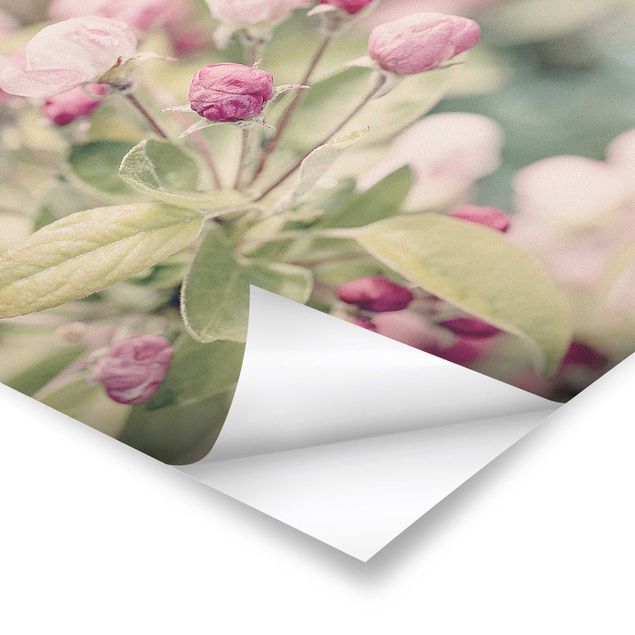 Poster - Apple Blossom Bokeh Light Pink