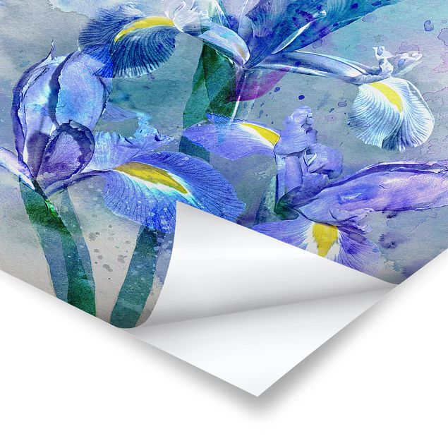 Poster flowers - Watercolour Flowers Iris