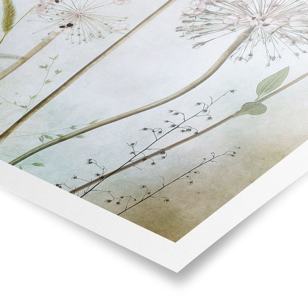 Poster - Allium flowers in pastel