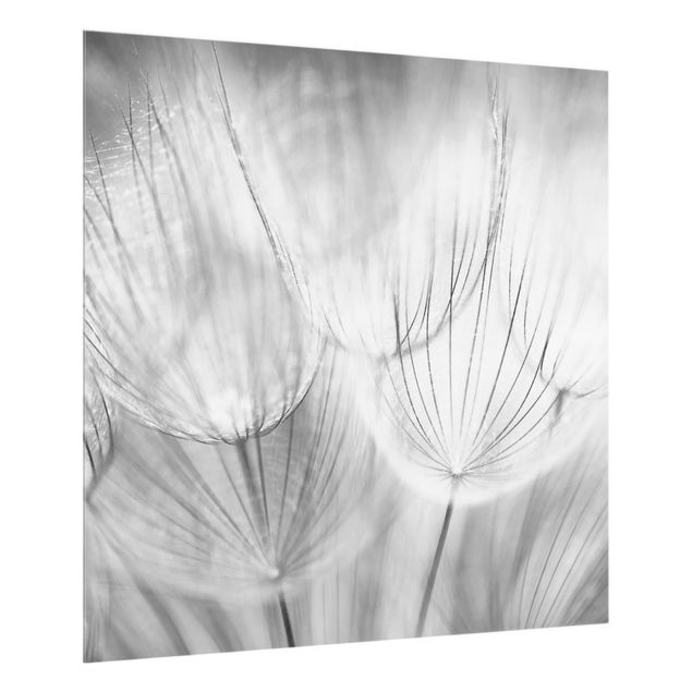 Glass Splashback - Dandelions Macro Shot In Black And White - Square 1:1