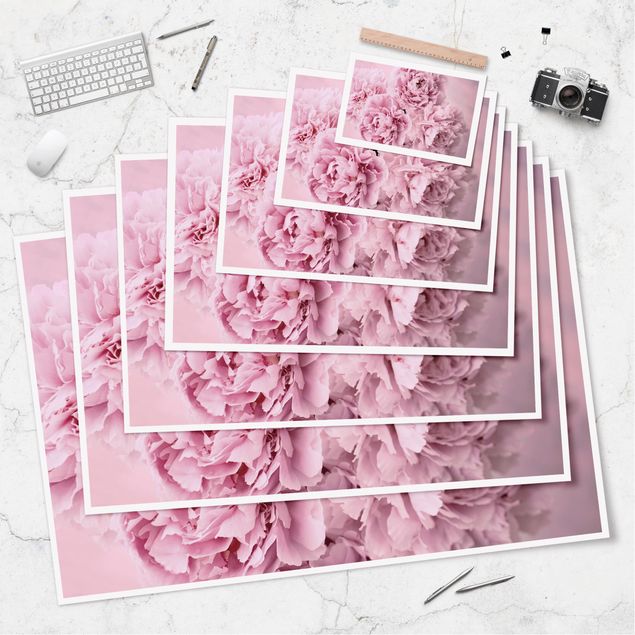 Poster - Pink Peonies