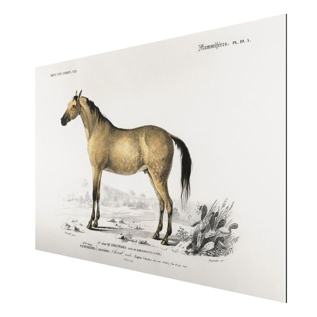 Print on aluminium - Vintage Board Horse