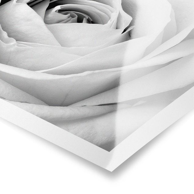 Poster - Close Up Rose