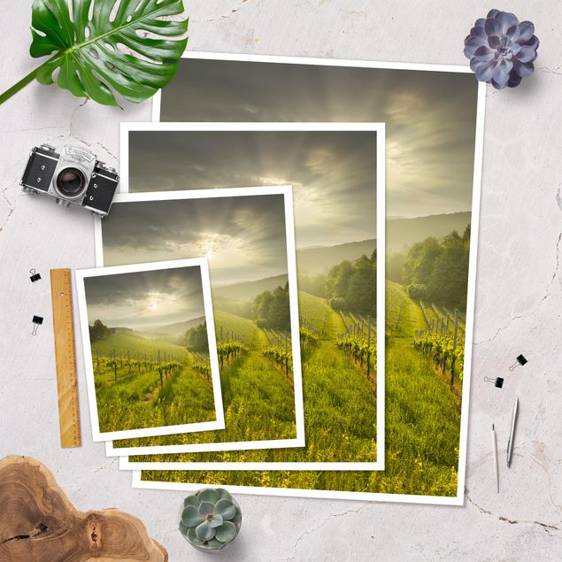 Poster nature & landscape - Sunrays Vineyard