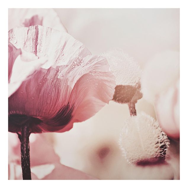 Print on aluminium - Pale Pink Poppy Flower With Water Drops