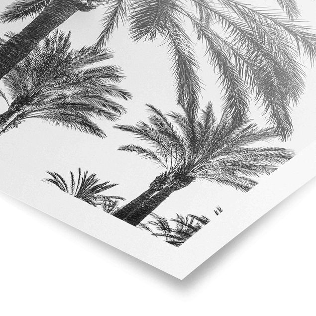 Poster - Palm Trees At Sunset Black And White