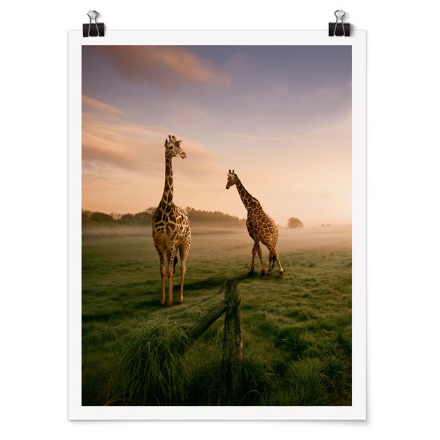 Poster animals - Surreal Giraffes