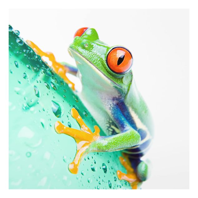 Glass Splashback - Frog - Square 1:1