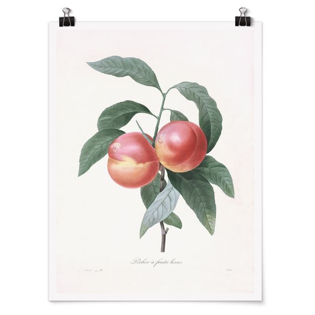 Poster - Botany Vintage Illustration Peach