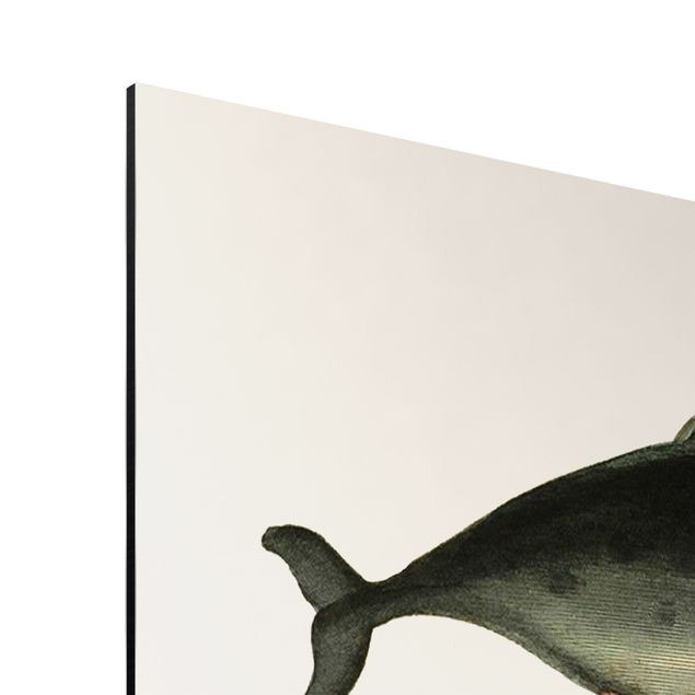 Print on aluminium - Three Vintage Whales
