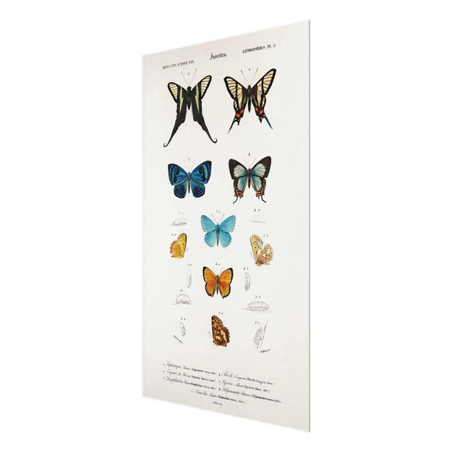 Glass print - Vintage Board Butterflies I