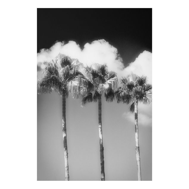 Print on forex - Palm Trees Against The Sky Black And White