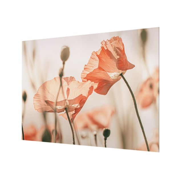 Splashback - Poppy Flowers In Summer Breeze - Landscape format 4:3