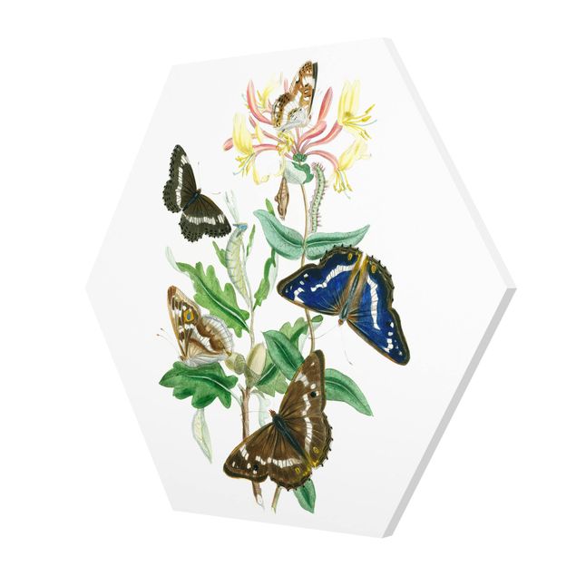 Forex hexagon - British Butterflies IV