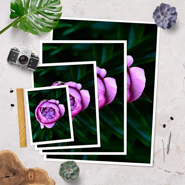 Poster - Purple Peonies Blossoms In Front Of Leaves