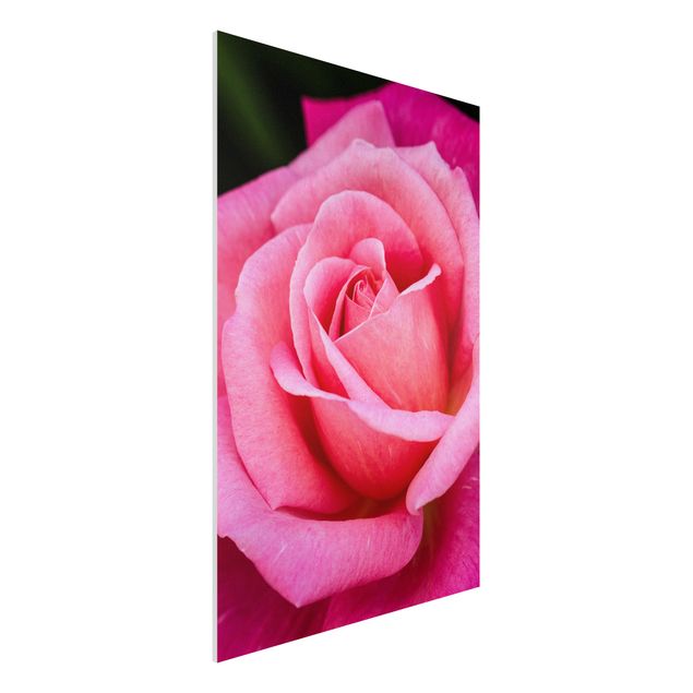 Print on forex - Pink Rose Flowers Green Backdrop